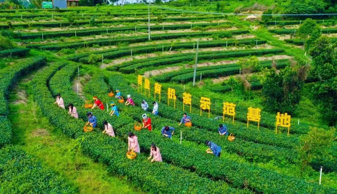 广东博士工作站落户茗皇茶业 助廉江茶产业实现高质量发展